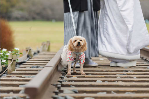 ワンちゃんのソロショット