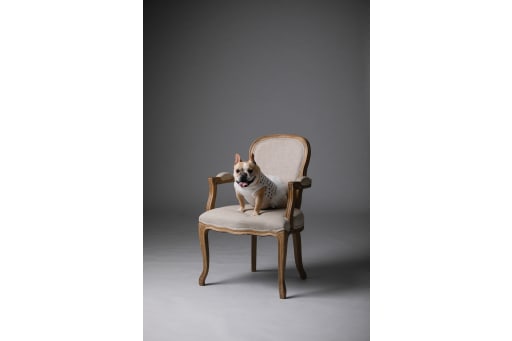 ワンちゃんのソロカットも