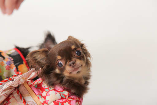 わんちゃんソロカット！