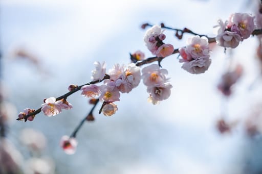 梅がとっても綺麗に咲いてました。