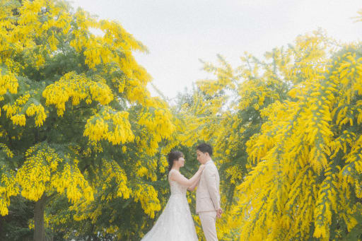 桜とミモザに包まれて — 春のフォトウェディングという選択
