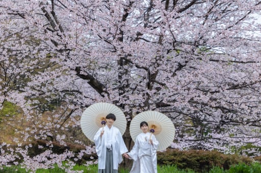 降り注ぐ桜に包まれて
