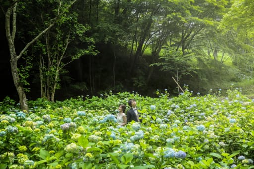 新緑と紫陽花と光に包まれて