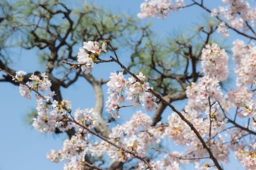 ピンクと緑と青