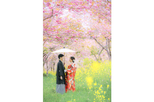 一面の八重桜と菜の花