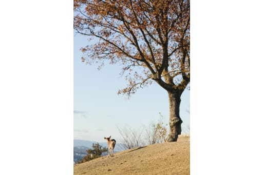 鹿さんショットもアルバムに♪