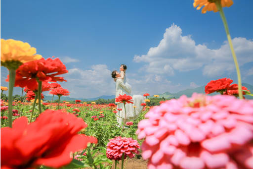 百日草のお花でカラフルな一枚