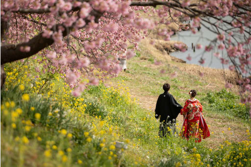 伊豆河津桜といえば