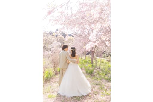 枝垂れ桜が綺麗、、