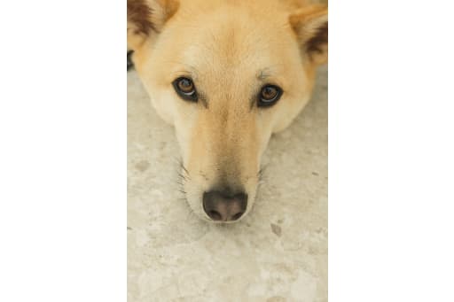 究極の上目遣いにメロメロ！