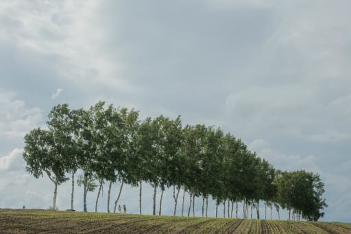 パッチワークの丘もそこに広がる景色が、