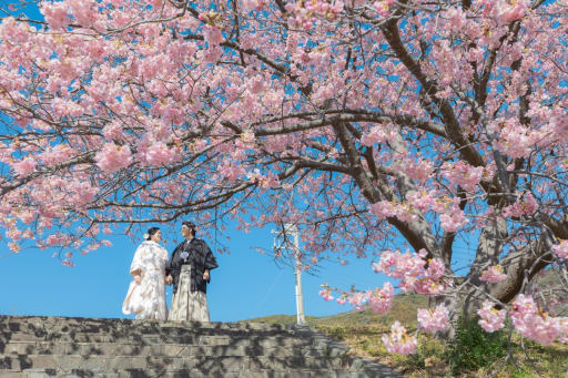 満開の桜と青空で！