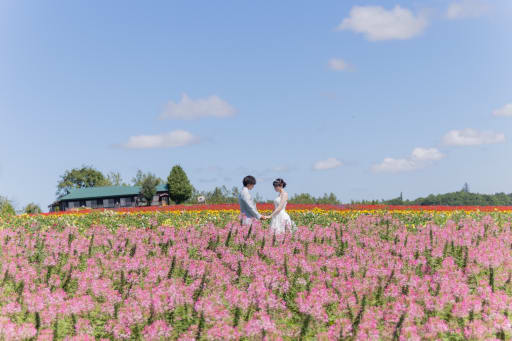 ピンクの一面は「クレオメ」実は北海道でも1ヶ月程度しか見れないお花です