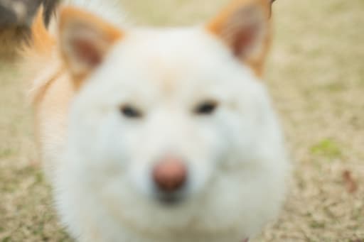 オフショット