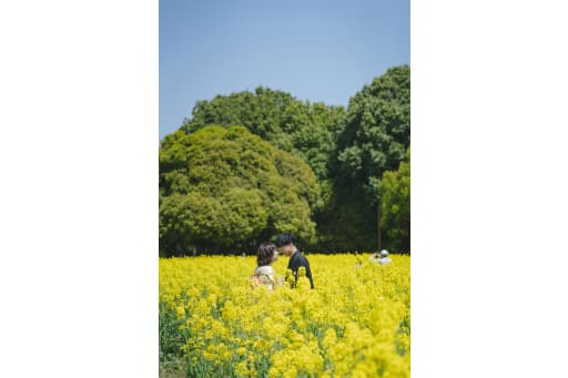 菜の花