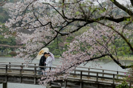 太鼓橋と桜が絵のよう