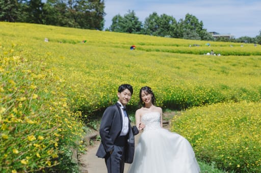 キバナコスモス