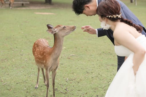 鹿さん