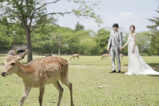 前にも後ろにも鹿さんがいっぱい