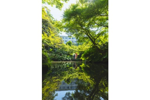 水面に映る、もうひとつの世界