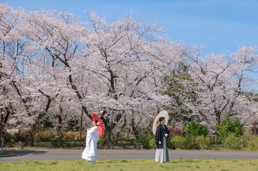 桜が満開！