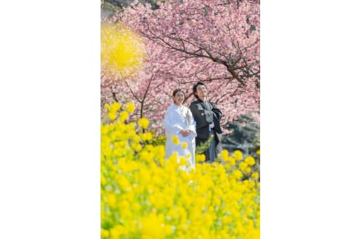 眩しい！桜と菜の花！