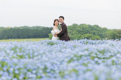 ネモフィラの海