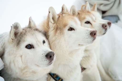 このもふもふ感がたまらなく可愛く、スタッフも癒されました