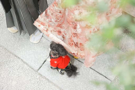 上目遣いのわんちゃん！