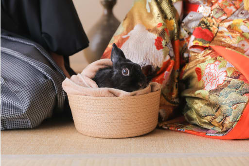 最後にうさちゃん 