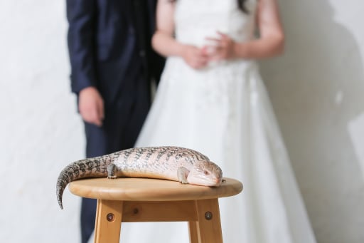 トカゲちゃんメインで！！