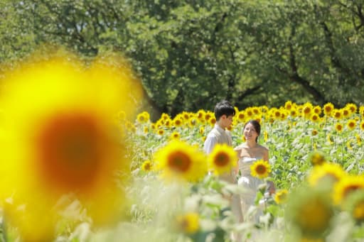 一面に広がるひまわり