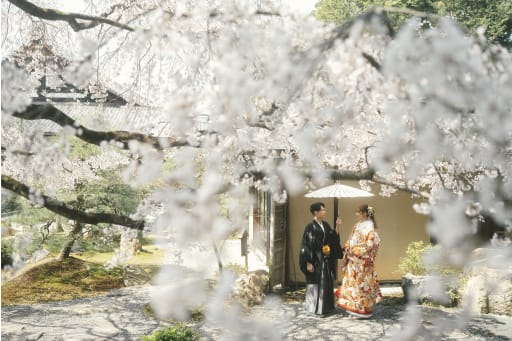 金戒光明寺も満開の桜♪