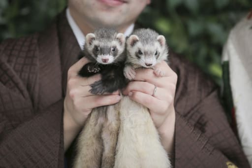 フェレットさん