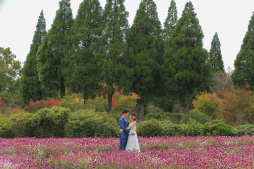 丸い花がかわいい千日紅も見頃で、後ろに広がる木々の奥行きも、まるで北海道に来たみたい！！