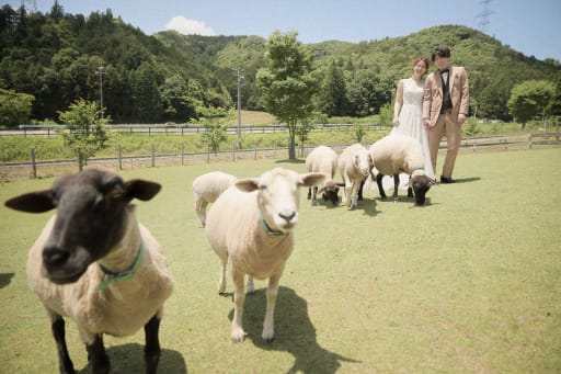 羊さんもカメラ目線でハイ！チーズ！