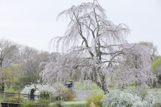 枝垂れ桜。