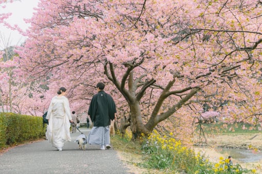 桜並木