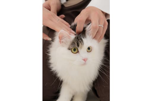 なでなでタイム