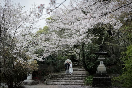 たくさんの桜