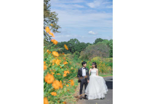 オレンジコスモス