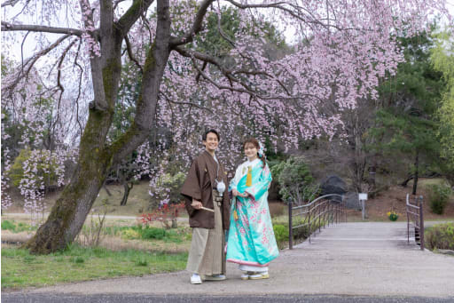 枝垂れ桜