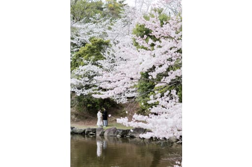 奈良での桜ロケーション撮影。