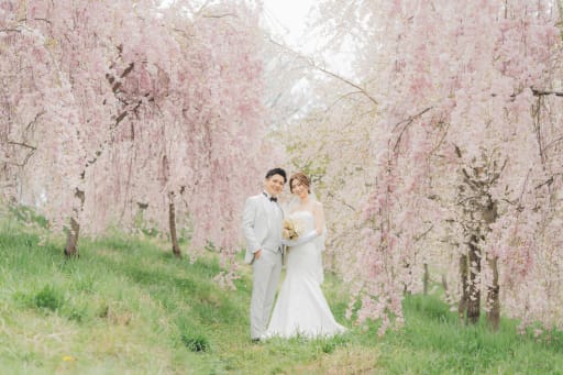 飯綱山公園の桜1