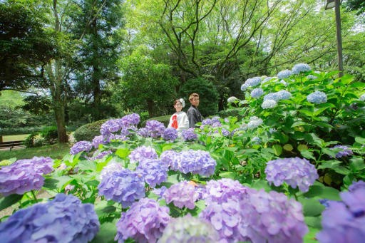 紫陽花の綺麗な公園で