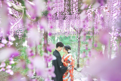 藤の花が綺麗です