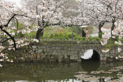 満開の桜を独り占め！