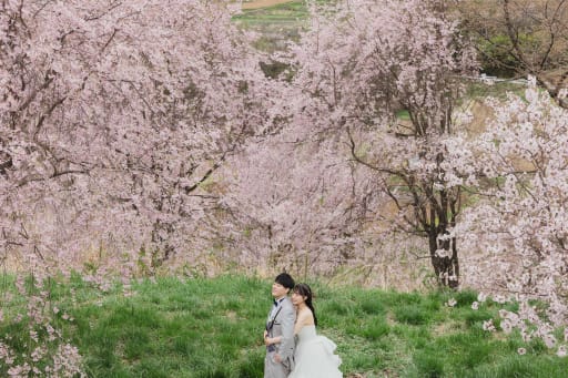 桜に囲まれて