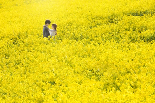 たくさんの菜の花に埋もれて