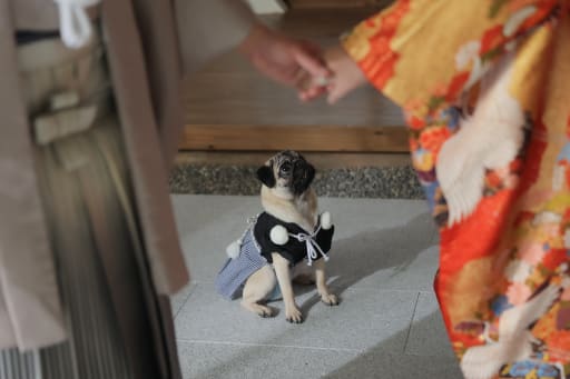 ワンちゃんも登場